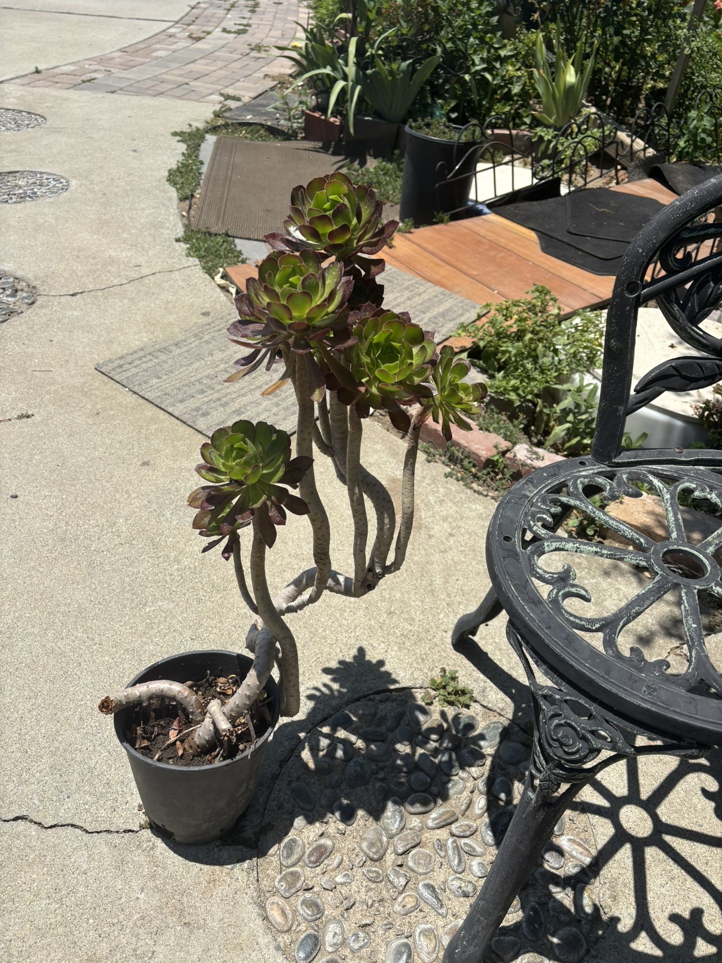 Black Rose Succulent