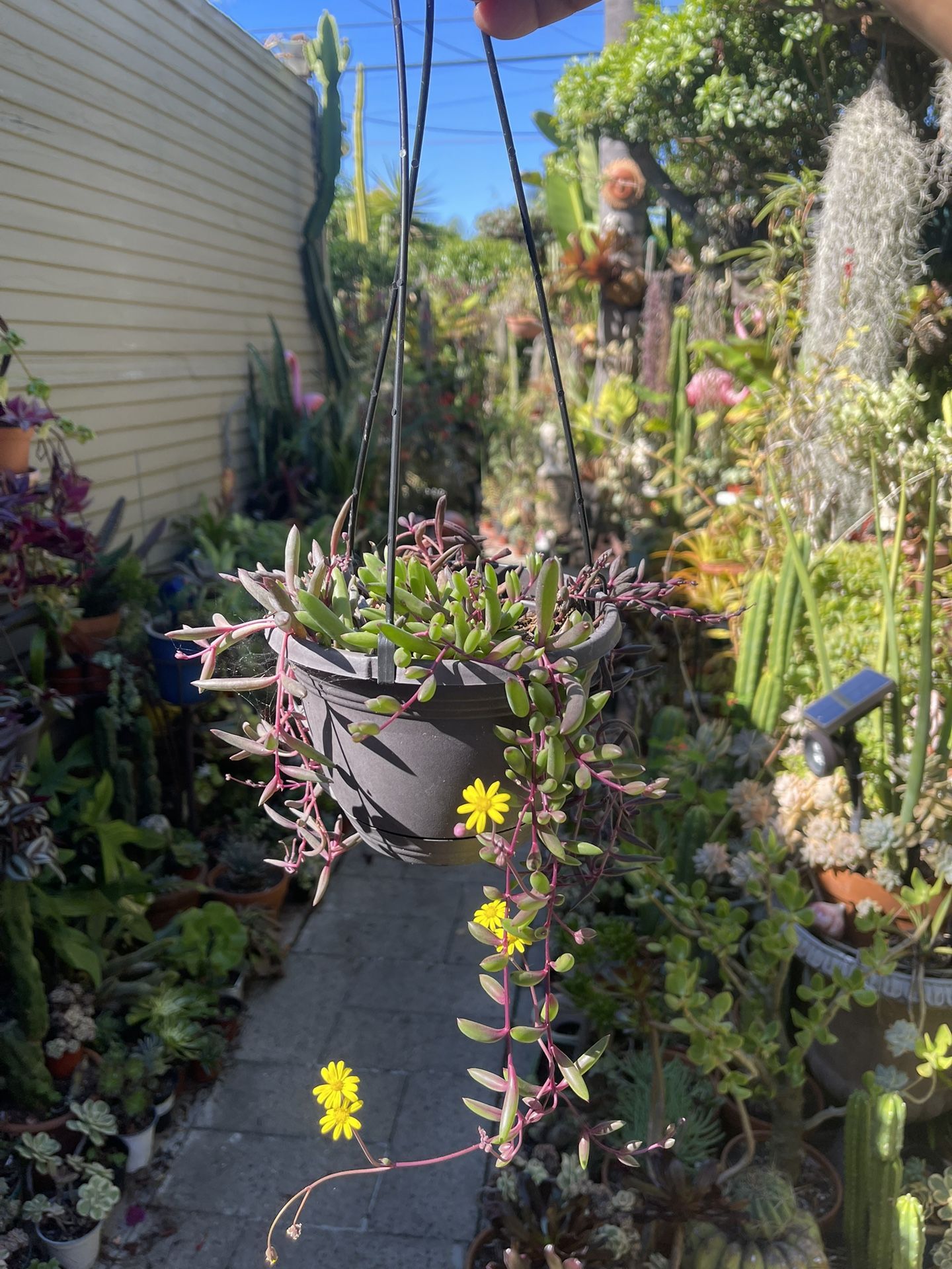 Ruby Necklace Succulent Plant