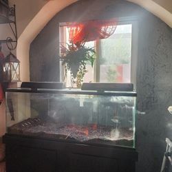 Fish Tank 