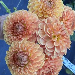 Dahlia Tubers 