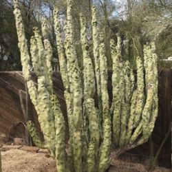 Thornless Totem Pole Clippings - $1 Per Inch 