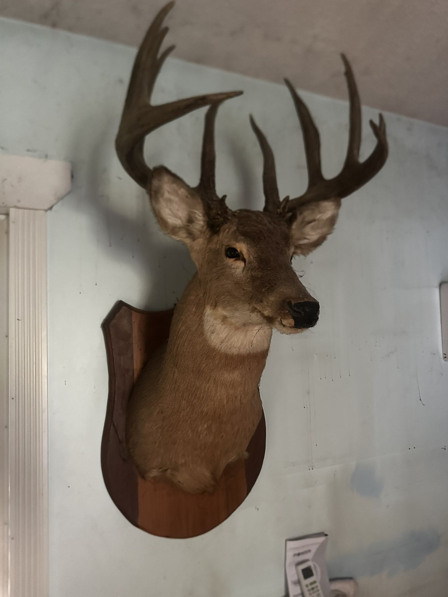 Taxidermy Deer, Fish, Wild Turkey