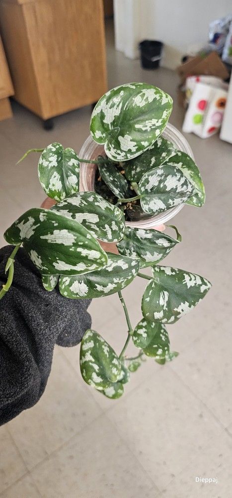  Rare Scindapsus Black Mamba When Mature Get Bumps