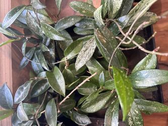 hoya pubicalyx splash