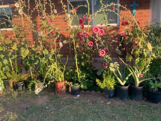 Pick and choose the plants you want