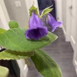 Gloxinia 2 plants in 1 pot blooming purple bells