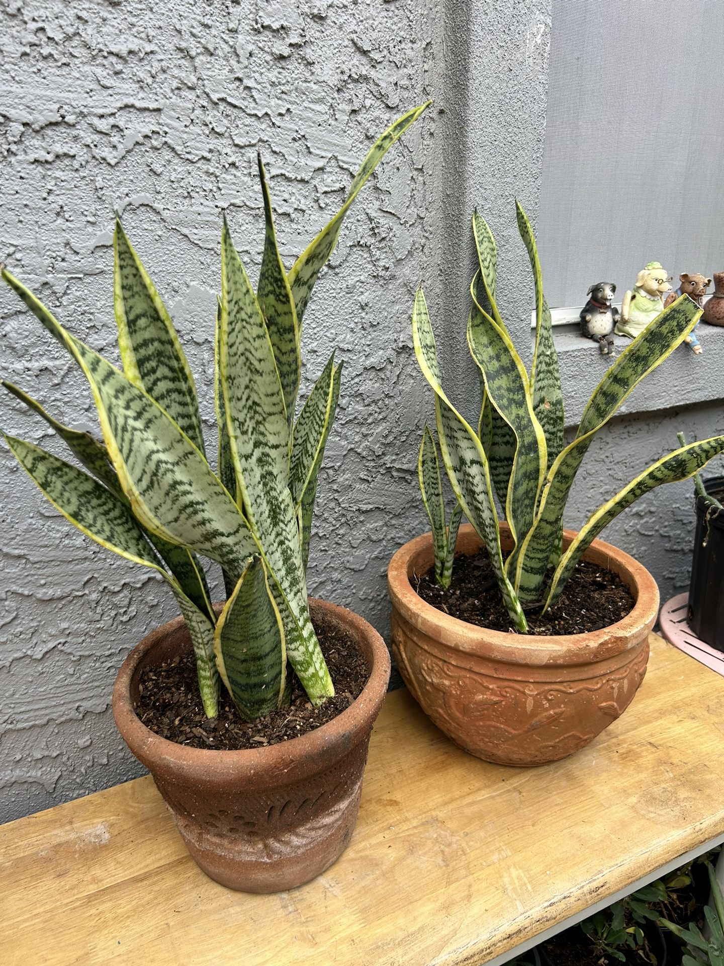 Plants For Sale 40 Each