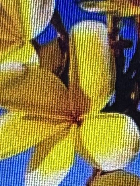 Plumeria. big cuttings also n pots l