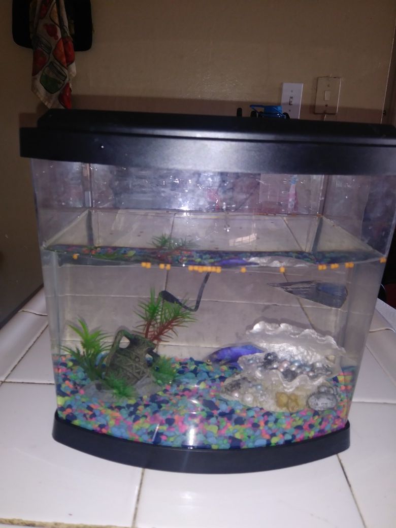 Free Betta fish aquarium