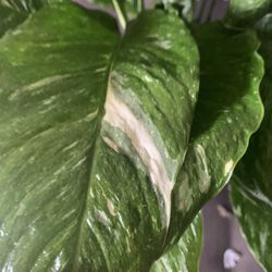 Spath Dominos Plants