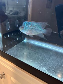 Flowerhorn decoration