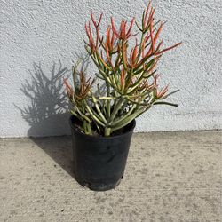 Firestick succulent plant