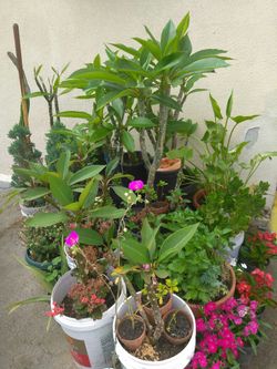 Plantas