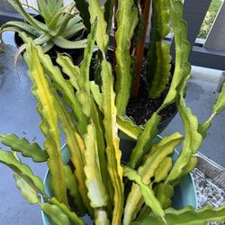 Dragon Fruit Trims 