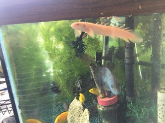 Aquarium Fish Tank Decor