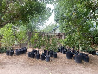 Fruit trees / plants