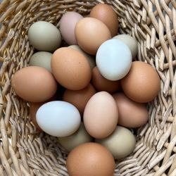 Fresh Eggs