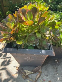 Suculenta