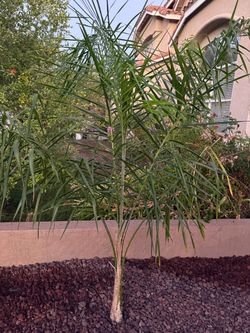 Young Queen Palm Tree