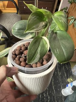 Scindapsus Blue Albo Variegated