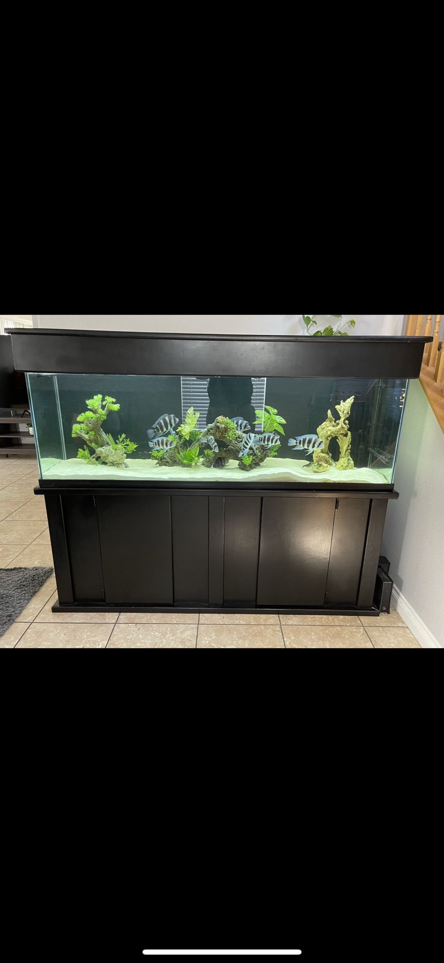 150 Gallon Fish Tank Frontosa Colony 