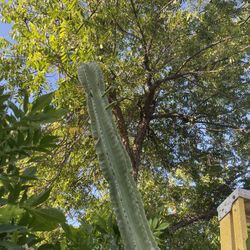 6Ft+ Tall Apple Cactus, Cuttings