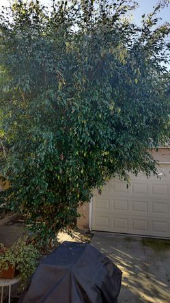 Large Ficus Tree