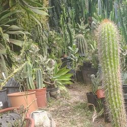 Golden Torch Triple Cactus Plant