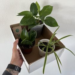 Beginner Plant Bundle 🌱 