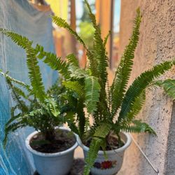 Fern Plants.  Plantas De Elechos 
