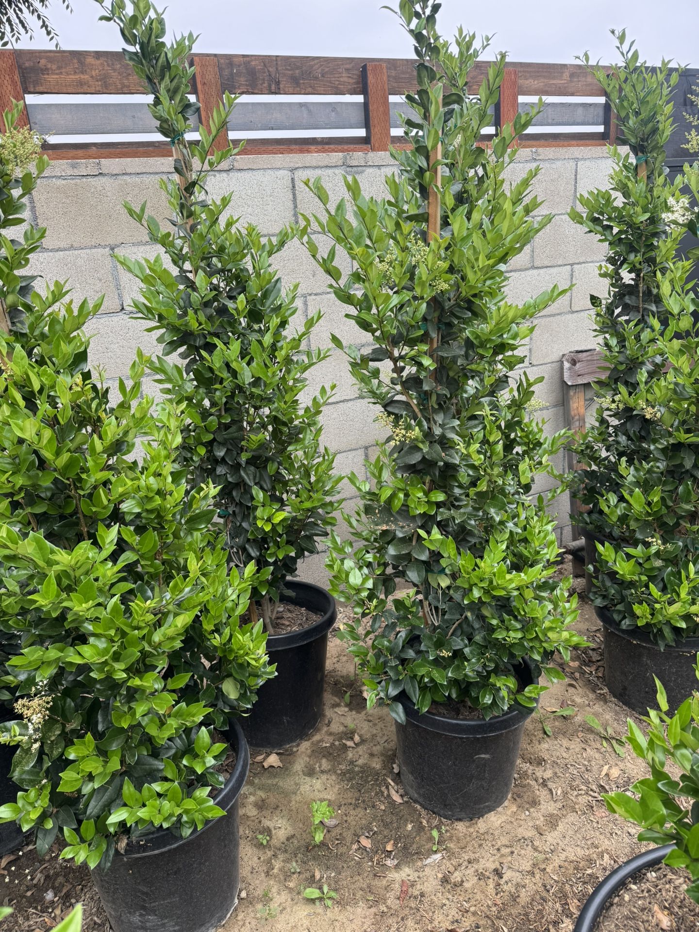 Texas Privet (Wax Leaf private)