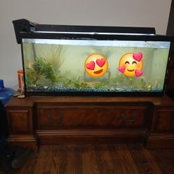 Fish Tank 
