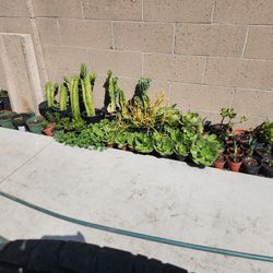 Agaves, Succulents And CACTI