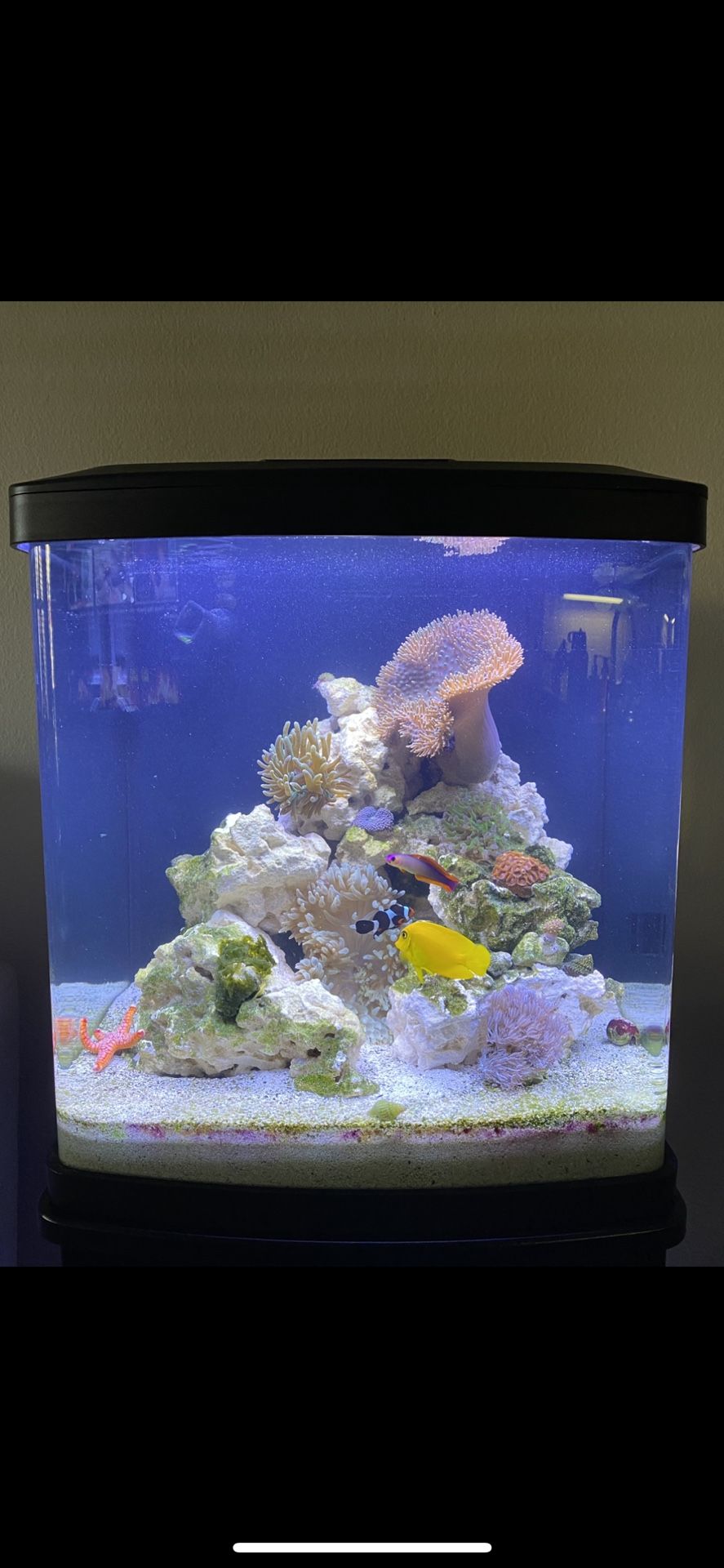 EMPTY Like New Biocube 16 Gallon w/Rock & Media