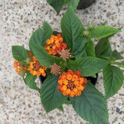 Lantana Plant 