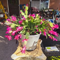 Christmas Cactus 