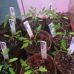 Roma Tomato Plants $2 Each