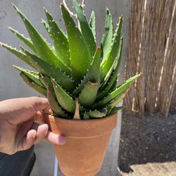 Aloe Vera Plant