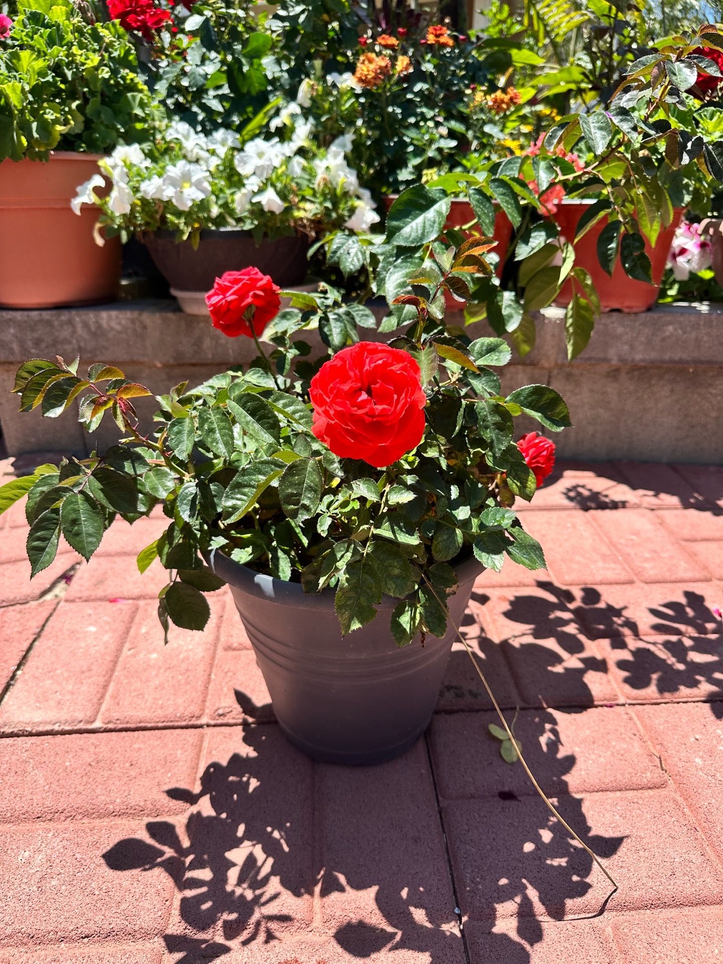 Rose May Riverside Pink Roses for Sale in Riverside, CA - OfferUp
