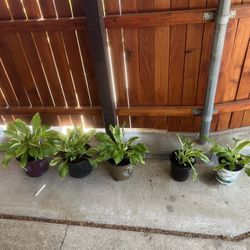 Hosta $7 each/ small $6 each