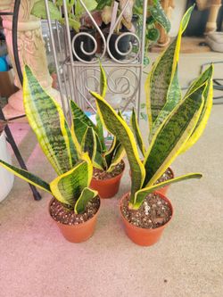 Variegated Snake Plants