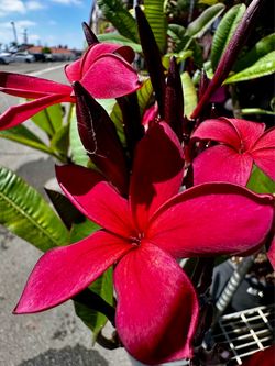 Rare Hilo Plumaria Plant cây xứ đại đỏ đậm