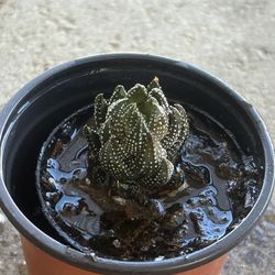 Zebra weary plant 4””