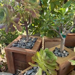 Homemade Box Plants with Succulents 