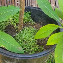 Plumeria Plant