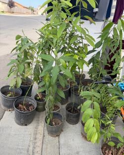Avocado, guava, pomegranate Potted Seedling Plants in Black Nursery Pots