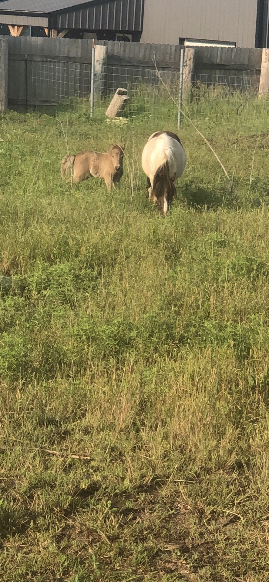Mini Horse