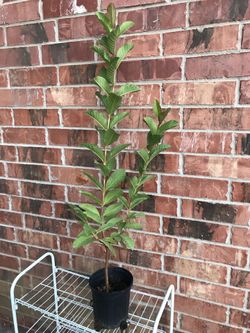 Guava tree well branched strong roots system 3+feet tall