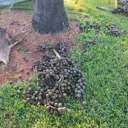 Silver Palm Seeds