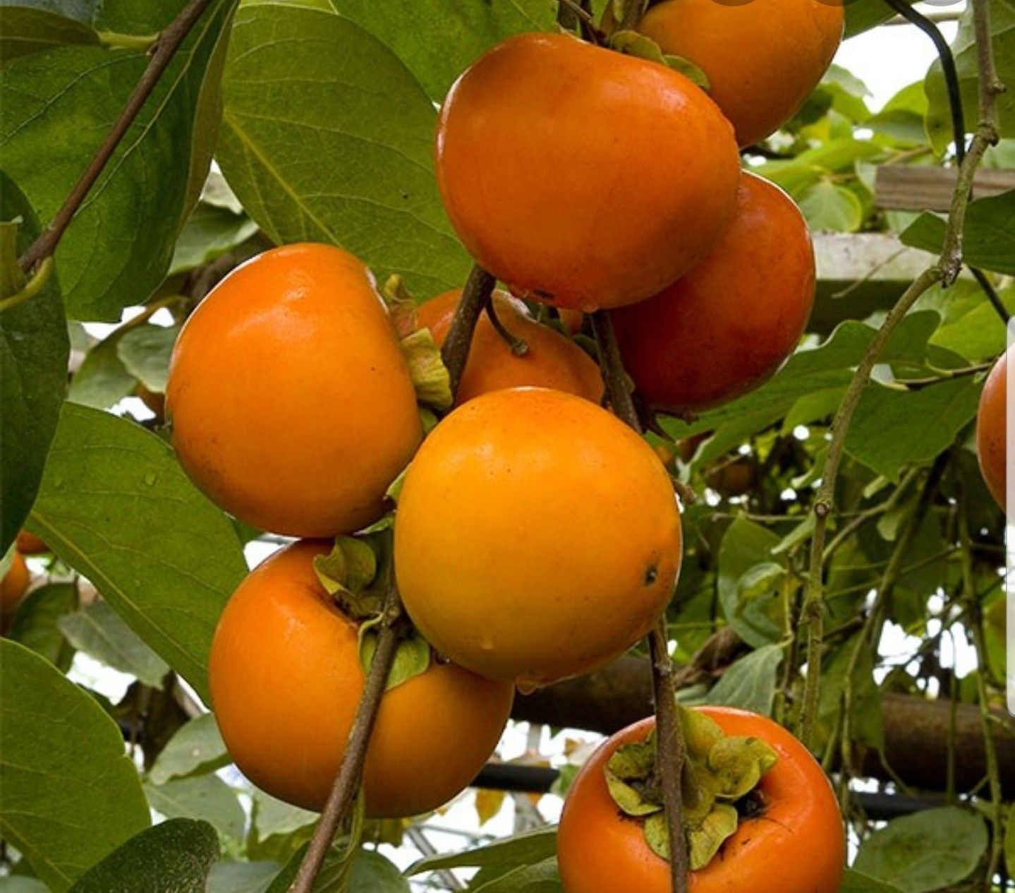 Organically grown fuyu persimmons sweet and crunchy